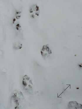 Photo Philippe Belleney