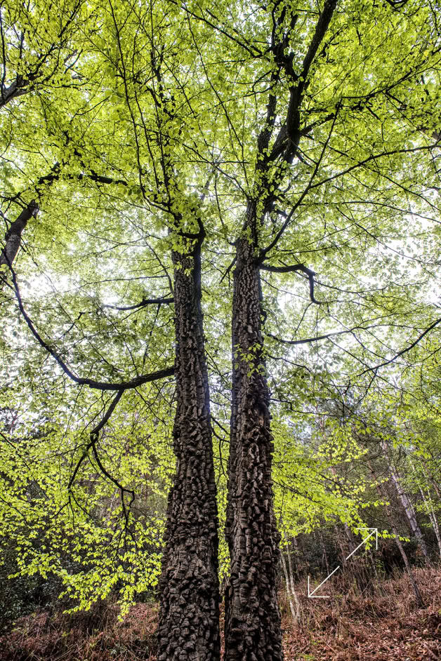 Les 2 hêtres de la Vallée Biquet - Photo Didier Leplat
